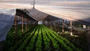 La Plata: Tras el temporal, productores lamentan pérdidas entre “800 mil y 1 millón de pesos”