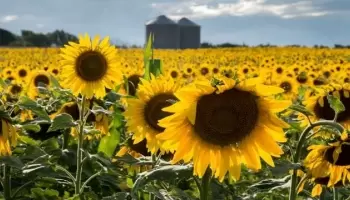 Las exportaciones de los subproductos del girasol podrían superar el balance del 2022