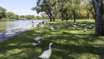 Estrategias innovadoras para el manejo de la población de gansos en los Bosques de Palermo