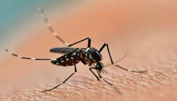 Dengue: “Este año llueve más y esto favorece al crecimiento de casos”