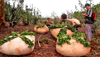 "El Instituto Nacional de Yerba Mate que debería protegernos, no trabaja como corresponde"