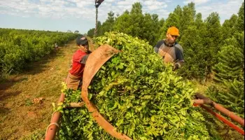Importación de yerba mate: “No hay precios mínimos y se perdió la sensación de inflación”