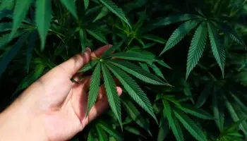 "La industria del cannabis tiene un potencial enorme y el gobierno no lo está viendo"