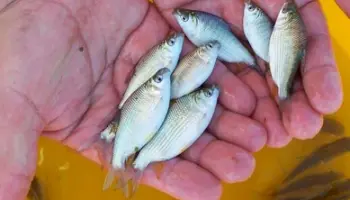 En Misiones avanzan en el fortalecimiento del sector piscícola