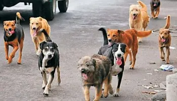 Perros sueltos en Bariloche: Problema que persiste ante un municipio desatento