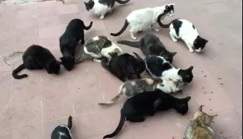 Jujuy: Reclamos y malestar en la ciudad ante la proliferación de gatos en las escuelas