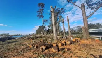 San Miguel del Monte: Vecinos buscan frenar la tala de eucaliptos