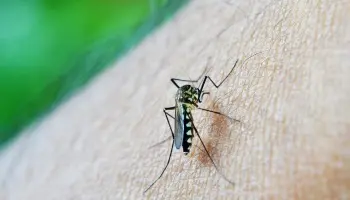 "La vacunación y el manejo del mosquito son claves para combatir el dengue"
