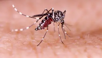 Dengue: "El gobierno apenas compró 150 mil vacunas, prácticamente nada"