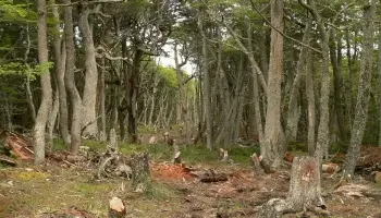 Crisis climática: "Se están talando 320 canchas de fútbol de bosque por día"