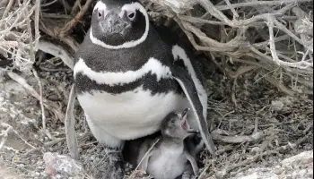 Masacre de pingüinos en Punta Tombo: "Se trató de un daño ambiental irreparable"