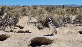 Matanza de pingüinos en Chubut: el empresario condenado sin prisión efectiva
