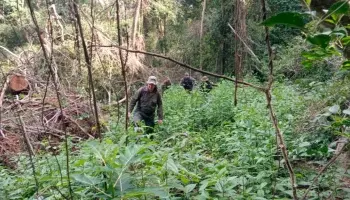 Misiones: Investigan la tala ilegal en el Parque Provincial Piñalito