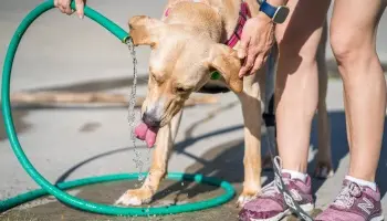 Cómo cuidar a tu mascota del calor: "La clave es mantenerlos hidratados y protegidos del calor extremo"