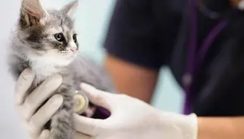 Atención veterinaria en Berisso: Servicios gratuitos durante todo febrero en Hogar y Amor