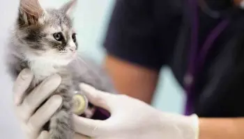 Berisso: El móvil veterinario brinda atención en el Barrio Obrero