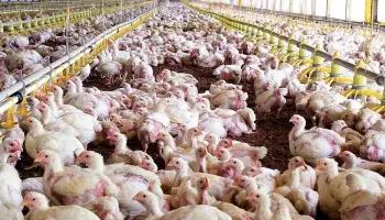 Entre Ríos: China reabre su mercado al pollo argentino y habilita la importación de frutos secos