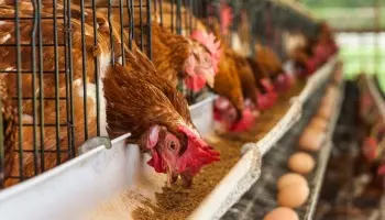"El sistema de producción de huevos en Argentina es altamente cruel"