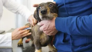 Berisso: Móvil Veterinario en el barrio El Carmen