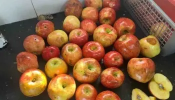 Escándalo en comedores escolares de Río Negro: Reparten manzanas agusanadas