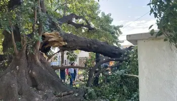 Tragedia en San Martín: “Mi papá denunció al árbol en mal estado que terminó matándolo”