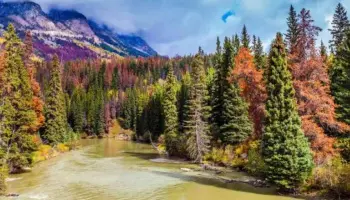 Bosques nativos en abandono: La Justicia ordena a Río Negro actualizar un relevamiento vencido