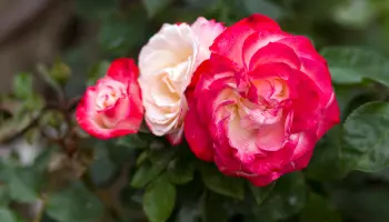 Plantas y materiales que mejor funcionan en jardines urbanos