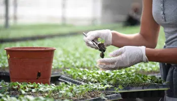 La Plata completó el Relevamiento Florihortícola 2025: Más de 6 mil empleos en el cordón verde