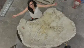 Hallan en Chubut una tortuga marina gigante de unos 20 millones de años: “Nos brinda mucha información”