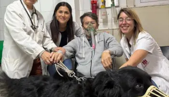 Perros “enfermeros” en un hospital platense: Cuando el cariño también cura
