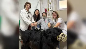Perros “enfermeros” en un hospital platense: Cuando el cariño también cura