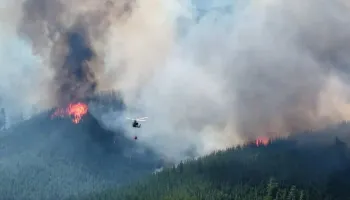 Incendios en la Patagonia: “Se está quemando uno de los últimos reductos de bosque nativo que quedaban en la región”