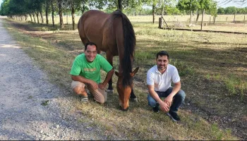 Terapia con caballos en tiempos de hiperconexión: "Se produce una regulación emocional"