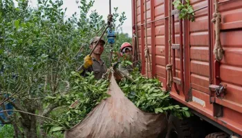 Yerbateros: “Nos vamos a Brasil porque en Argentina no se puede vivir”