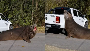Un elefante marino apareció en Ensenada: “Las playas se están perdiendo”