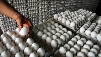 "Argentina es el primer consumidor de huevos per cápita del mundo"