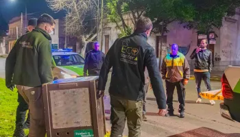 San Fernando rescató lobos marinos desorientados y refuerza el cuidado de la fauna