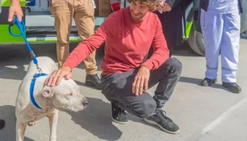 San Fernando prohíbe los criaderos de mascotas y la venta de animales en comercios