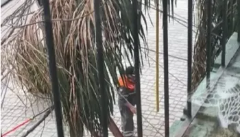 Morón: Denuncian que personal de Defensa Civil fue golpeado mientras podaba una palmera