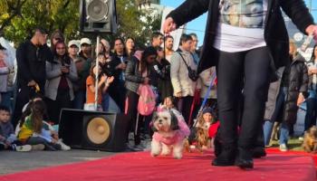 Halloween en La Plata: llega el Desfile de Mascotas con disfraces y regalos